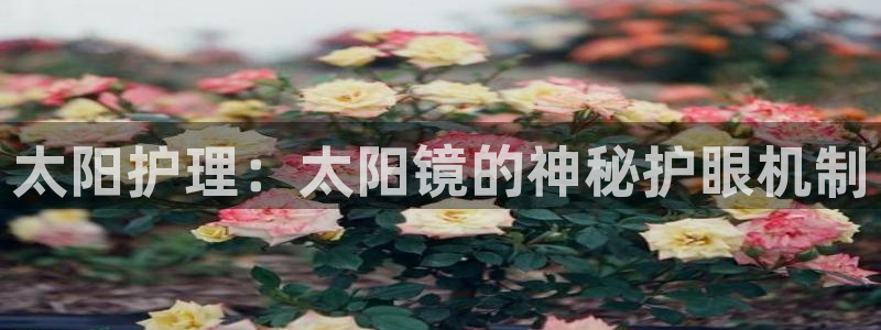 新宝股东瞧听2 5 5