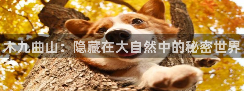 新宝5安卓版