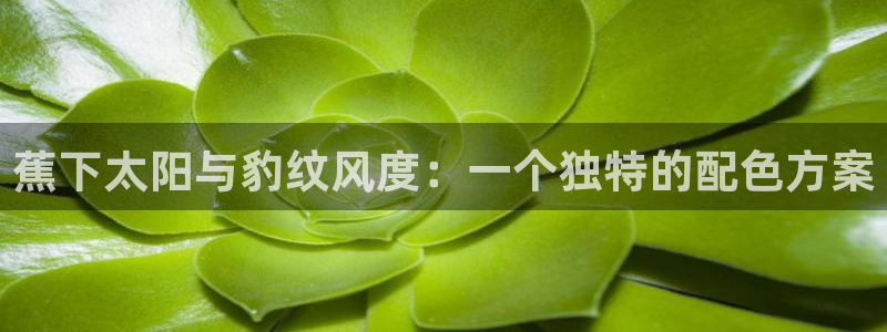 新宝5为啥开